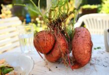 La Patate Douce : Un trésor de la terre africaine patates douce
