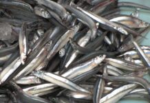 Anchois