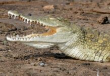 Crocodile du Nil