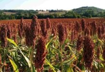 Le sorgho : une céréale millénaire au cœur de l’agriculture africaine Sorgho