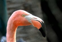 Un flamand rose