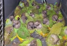 Des perroquets
