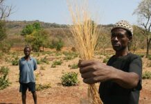 Fonio : la petite céréale qui révolutionne nos assiettes en 2024 fonio