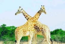 Girafe Parc W Niger
