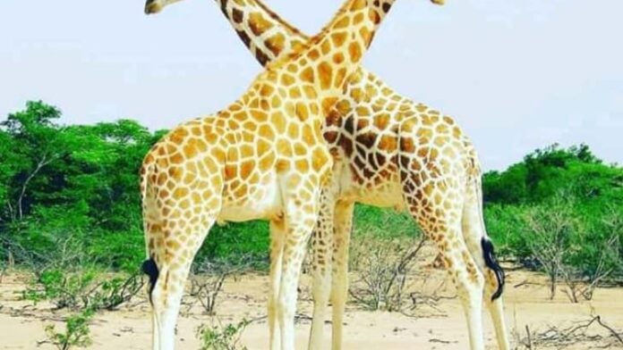 Girafe Parc W Niger
