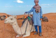 Costume traditionnel et chameau dans le désert marocain