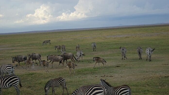 Le parc abrite également des zèbres