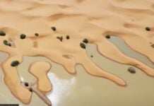 Pluies diluviennes dans le désert
