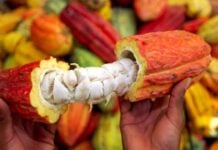 Cacao