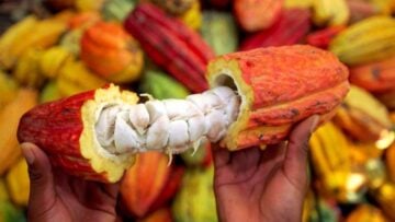 Cacao : la Côte d’Ivoire maintient le prix à 2 800 FCFA, un pari risqué face à la tempête mondiale Cacao