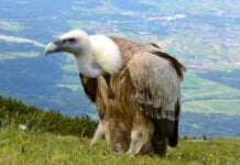 Un vautour