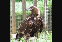 Aigle royal ibérique