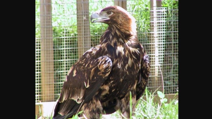 Aigle royal ibérique Aigle royal ibérique