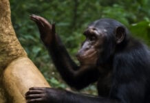Chimpanzé