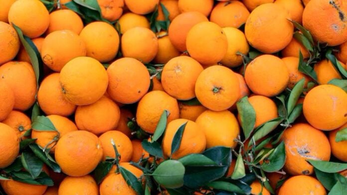 oranges-ok Des oranges