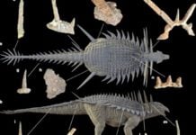 Spicomellus afer