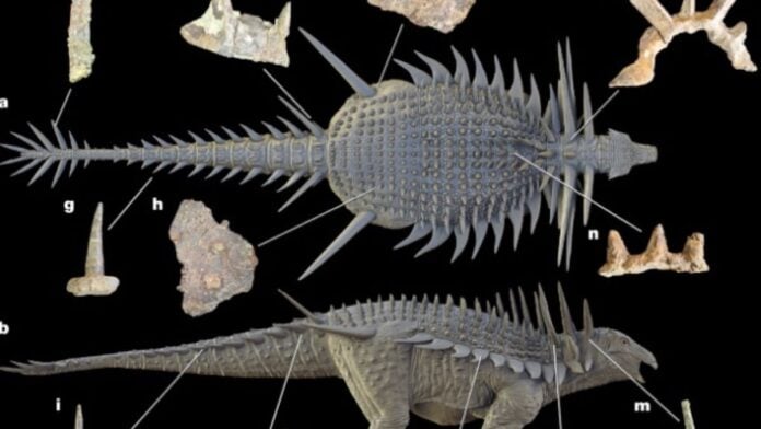Spicomellus afer Spicomellus afer