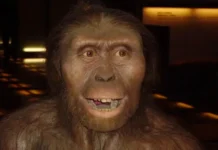 Lucy, ambassadrice de l’humanité : le fossile éthiopien exposé pour la première fois en Europe Une représentation de Lucy
