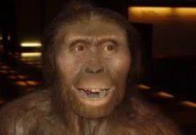Une représentation de Lucy