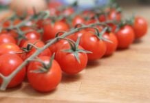 Tomates cerises marocaines