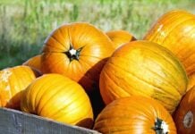 La courge marocaine conquiert les assiettes françaises et européennes courges du Maroc