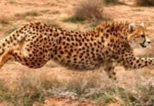 Un guépard