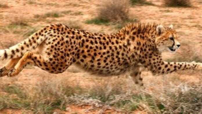 Un guépard