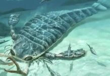 Carcinosoma aurorae : le géant oublié des mers paléozoïques ressurgit du désert marocain Carcinosoma aurorae