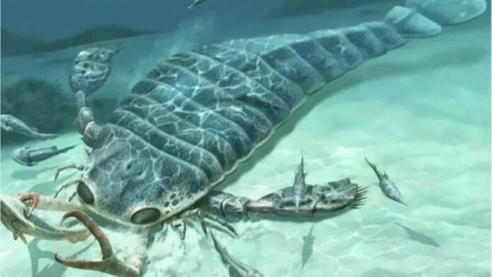 Carcinosoma aurorae-ok Carcinosoma aurorae