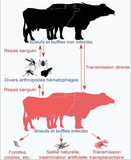 Source : Gharbi, M. (2025). Lutte contre les vecteurs de la dermatose nodulaire contagieuse en Tunisie selon une approche « Une seule santé ». Revue d’élevage Et De médecine vétérinaire Des Pays Tropicaux, 78, 1–8.