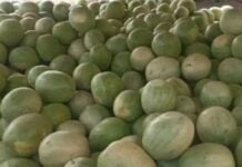 Interview – Témoignage de N. S., vendeuse de fruits agressée par les « Simol » après un combat de lutte Des pastèques