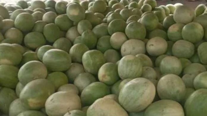 pasteques-ok Des pastèques