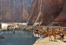 FICSA 2026 à Amdjarass : le Sahara tchadien met le cap sur le tourisme durable et les coopérations Sud-Sud Guelta d’Archeï