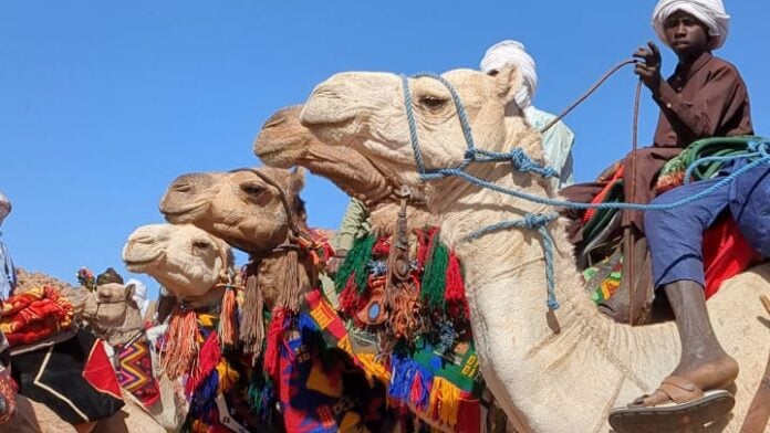 Course de chameaux FICSA