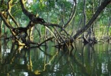 Zones humides : L’urgence de réhabiliter le « calendrier invisible » des savoirs ancestraux Lush mangrove forest lining Mida Creek in Malindi, Kenya.Timothy K. Unsplash