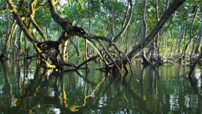 Lush mangrove forest lining Mida Creek in Malindi, Kenya.Timothy K. Unsplash