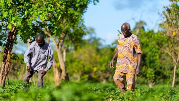 Producteurs de l'Urmag en Côte d'Ivoire