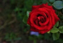 Kenya : les fleurs du mal Une rose