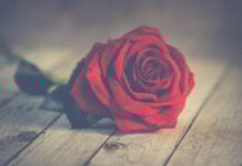 Saint-Valentin : la rose « hollandaise » que l’on offre en France est africaine Une rose rouge