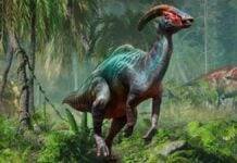Maroc : découverte exceptionnelle d’un nouveau dinosaure herbivore vieux de plus de 100 millions d’années Dinosaure