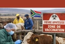 Afrique du Sud : lancement d’un plan national de vaccination pour éradiquer la fièvre aphteuse Afrique du Sud : lancement d’un plan national de vaccination pour éradiquer la fièvre aphteuse