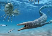 Maroc : découverte du Pluridens imelak, un mosasaure géant inédit qui éclaire la fin de l’ère des dinosaures Pluridens imelaki