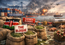 Guerre au Moyen-Orient : 24 millions de dollars de thé bloqués au Kenya Thé bloqué - Kenya