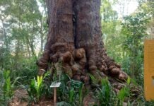 Porto-Novo : le Jardin des plantes et de la nature, mémoire vivante entre forêt sacrée et patrimoine écologique Au pied de l'iroko