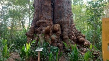 Porto-Novo : le Jardin des plantes et de la nature, mémoire vivante entre forêt sacrée et patrimoine écologique Au pied de l'iroko