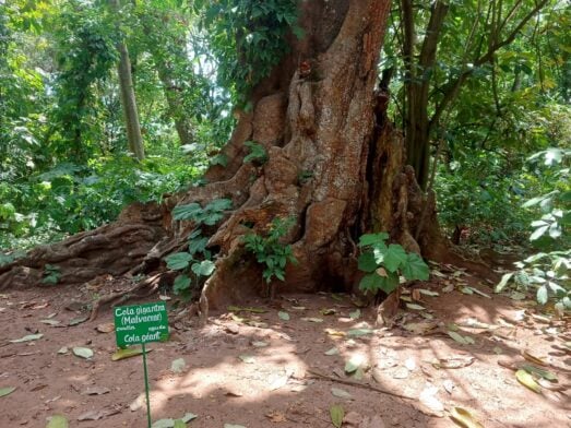 Au pied du colatier géant