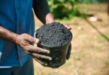 Cameroun : l’utilisation du biochar en cacaoculture au centre d’un atelier à Douala Biochar