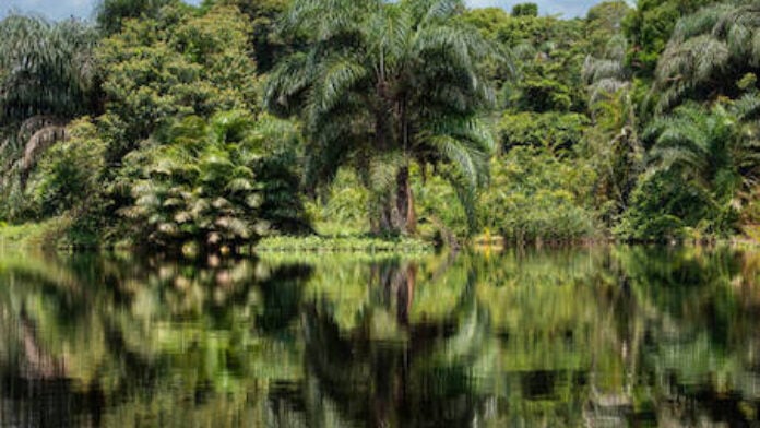 La forêt et l'eau en RDC (Province de l'Equateur)