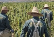 Cannabis médical : comment le Maroc veut verdir une filière illégale Champs de cannabis au Maroc