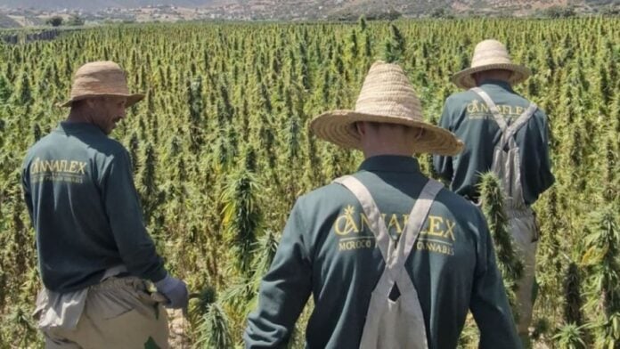 Champs de cannabis pharmaceutique au Maro Champs de cannabis au Maroc